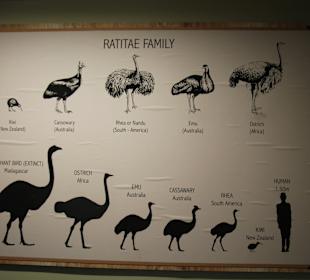 Straußenfarm Oudtshoorn