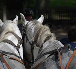 Die Kutschpferde