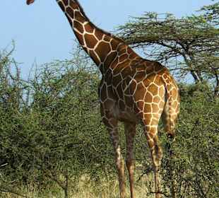 Netzgiraffe - Samburu