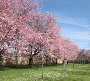 Schlossgarten Schwetzingen