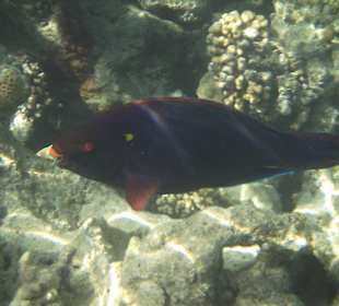 Papageienfische in allen Farben