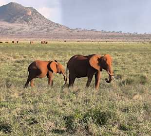 Der Rote Elefant in Tsavo Ost 