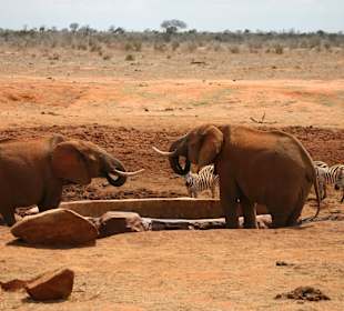 Eindrücke im Tsavo Ost; Elefanten am Wasserloch
