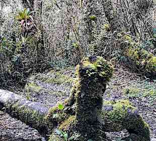 Podocarpus Nationalpark