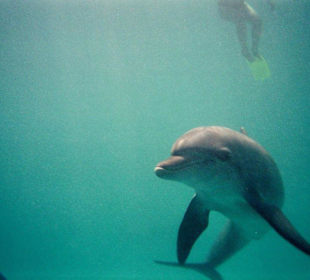 Flipper, persönlich