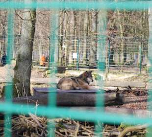 Das Wolfsgehege