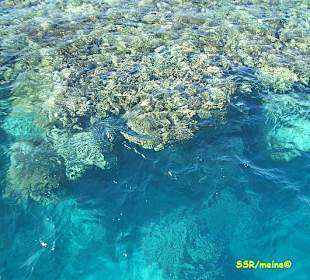 Schnorchelausflug mit SimSim-Reisen