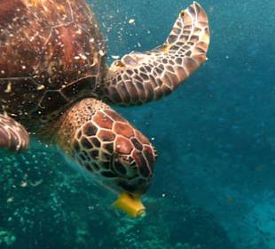 Schnorchelausflug Similan Islands