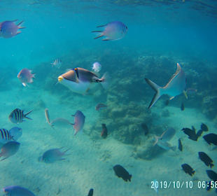 Schnorcheln Hurghada