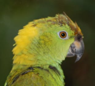 Süßer Vogel