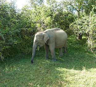 Elefant im Nationalpark