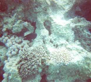 Dolphintour mit Oototo zum Zweiten