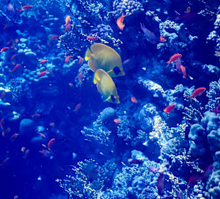 Schnorcheln Marsa Alam