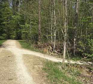 Wanderweg Hochgehwachsen