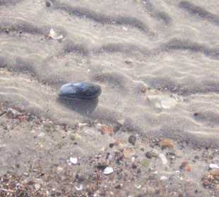Strand direkt vor den Ferienhäuser Juwel