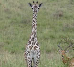 Interessierte Baby- Giraffe