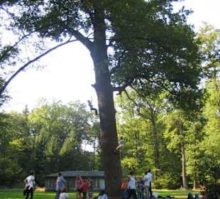 Kletterkunst am Baum