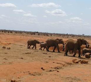 Elefanten in Tsavo Ost