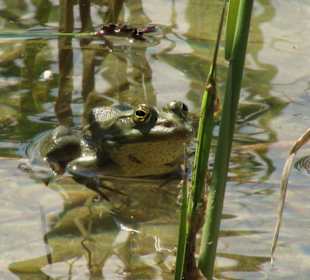 Frosch