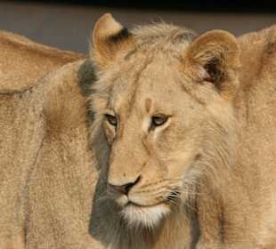 Südafrika, Krüger Park