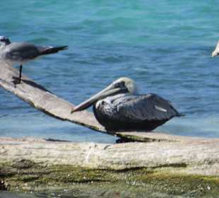 Vögel unterwegs nach Saone