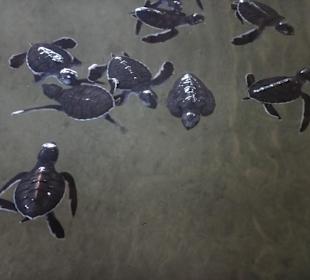 2 Tage alte Schildkröten