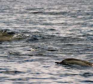 Schwimmen mit Delfinen 2