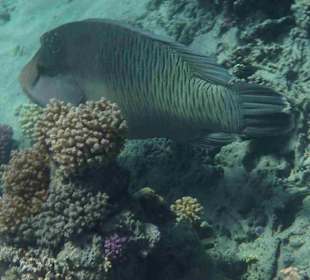 Napoleon Fisch