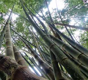 Sinharaja rain forest