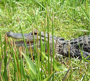 Alligator in den Everglades