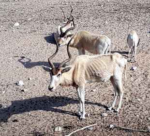 Al Areen Wildlife Park