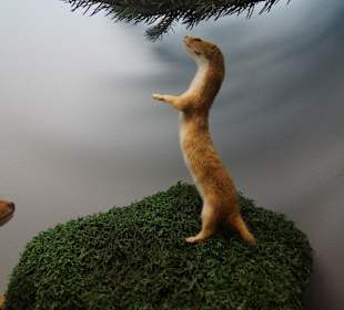 Vogel-und Jagdtierkunde