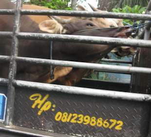 Tiertransport