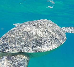 Schnorcheln Abu Dabbab