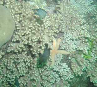 Seestern und Fische