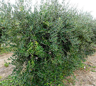 Ölmühle Moulin Saint Pierre