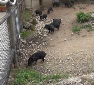 Südamerika Bereich - Halsband-Pekari