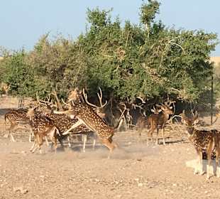 Sir Bani Yas Safari Costa Cruise	