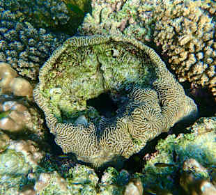 Unterwasserwelt Musandam