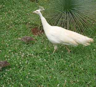 Tierwelt