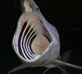 Ausstellungsstücke in Lebensgröße