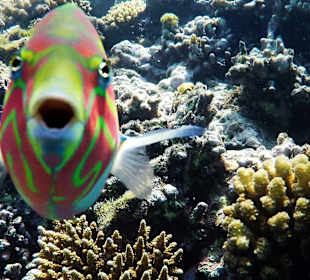 Riff direkt am Hotelstrand