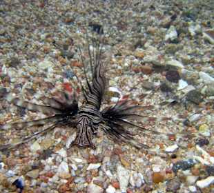 Rotfreuerfisch am Hotelstrand
