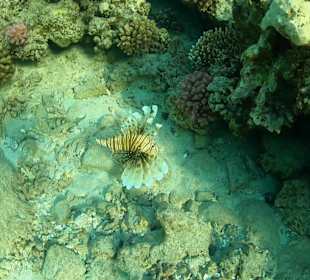 Schnorcheln Abu Dabbab