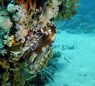 Indischer Rotfeuerfisch an seinem Schlafplatz