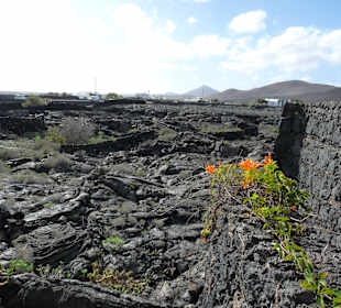 Fundacion Cesar Manrique