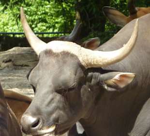 Banteng