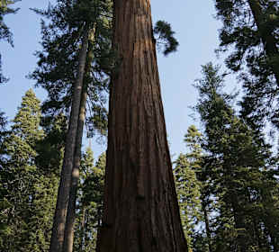Mariposa Grove / Mammutbäume