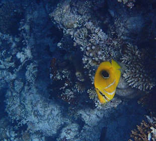 Schnorcheln Hausriff