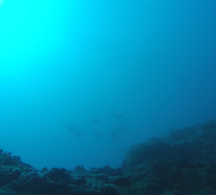 Eagle Rays